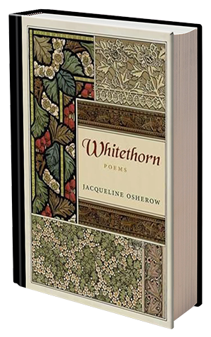 Whitethorn by jacqueline Osherow